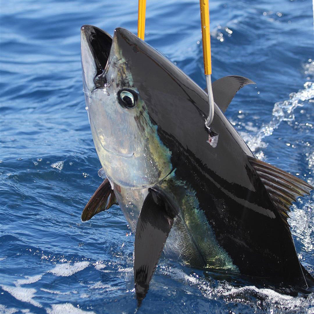 Tackle & Gear Aluminum Fishing Gaff - AFTCO