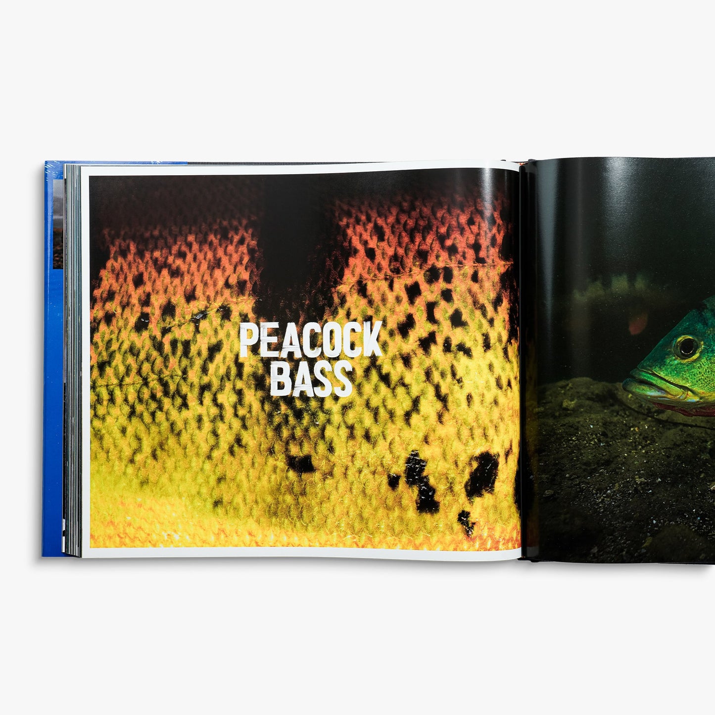Mens Any Fish, Any Water Book Photographed by Jason Arnold - AFTCO